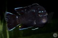 /album/peixes-ornamentais/p-tawil-pseudotropheus-interruptus-c121017a-037-portrait-belle-1-jpg/
